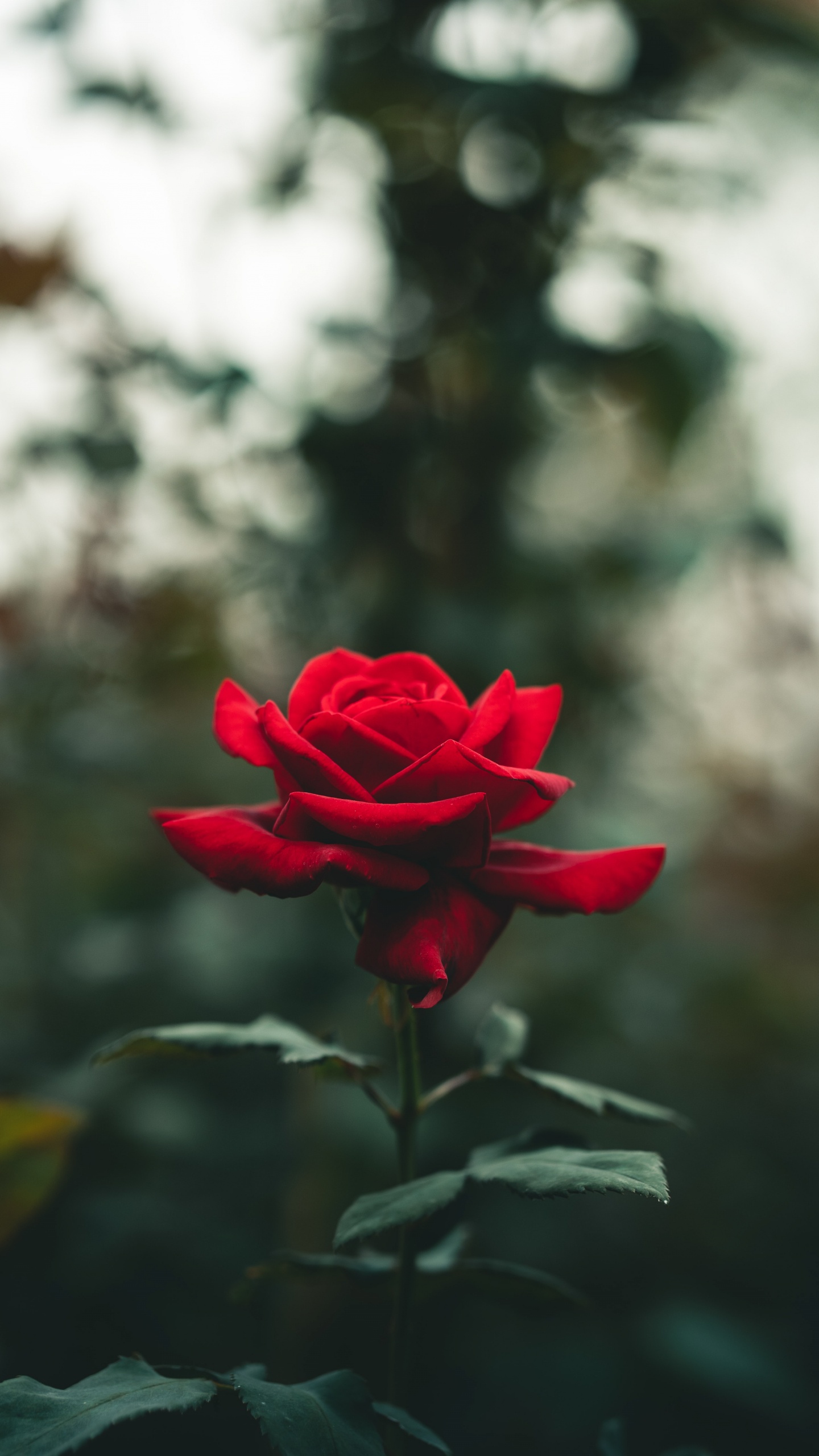 Обои Роза, цветок, розовый, растение, лепесток в разрешении 1440x2560