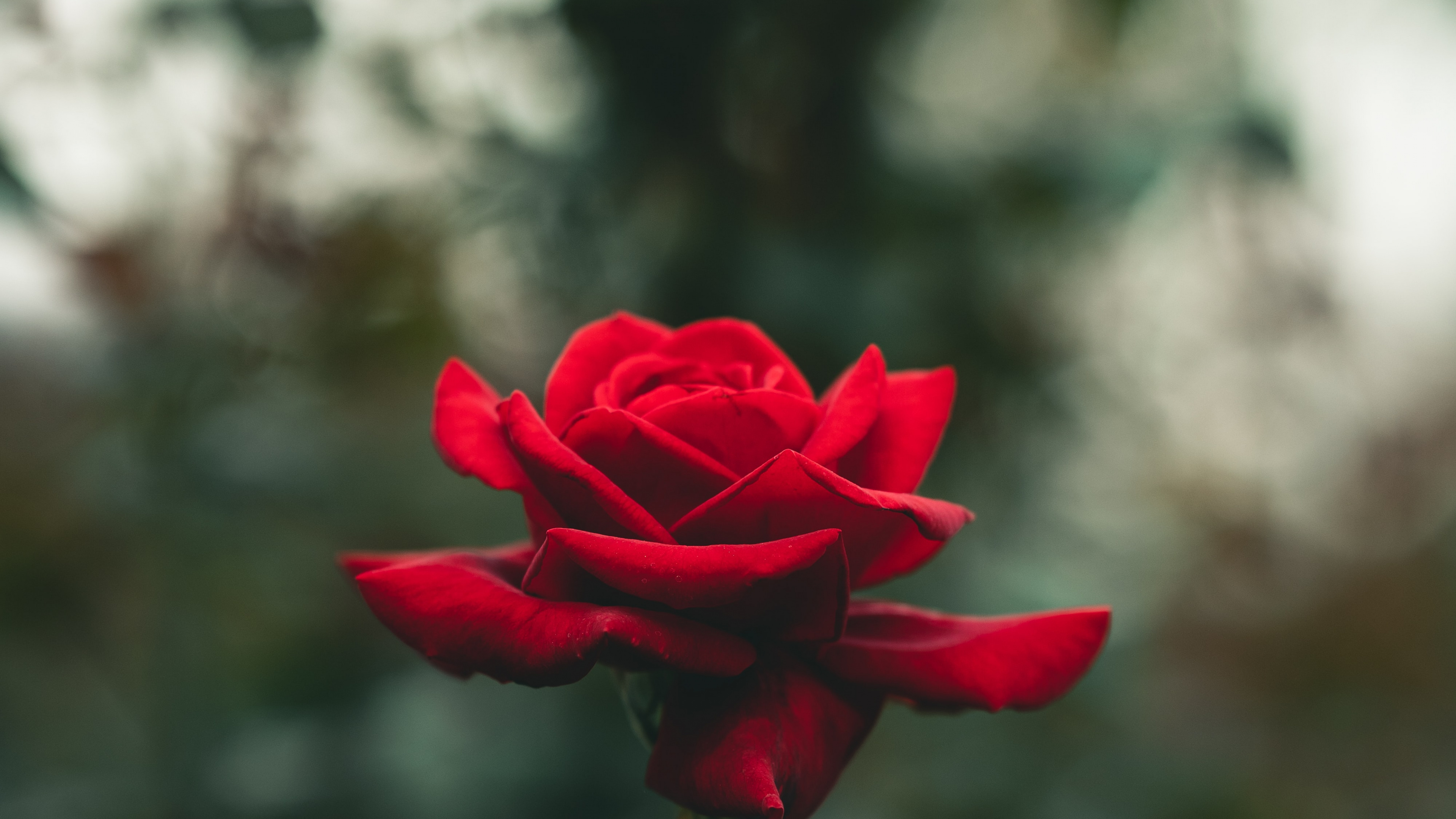 Обои Роза, цветок, розовый, растение, лепесток в разрешении 3840x2160