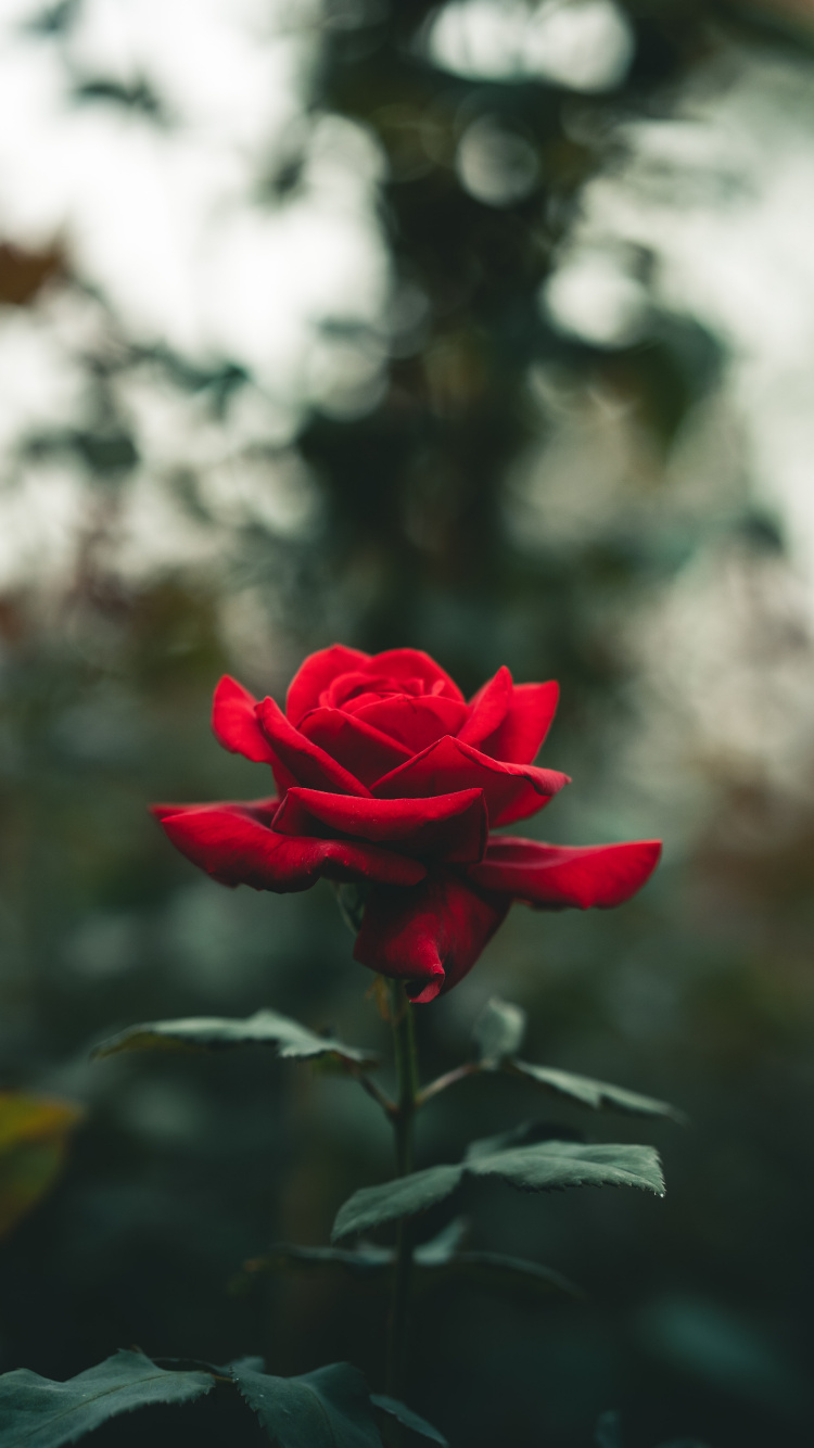 Обои Роза, цветок, розовый, растение, лепесток в разрешении 750x1334