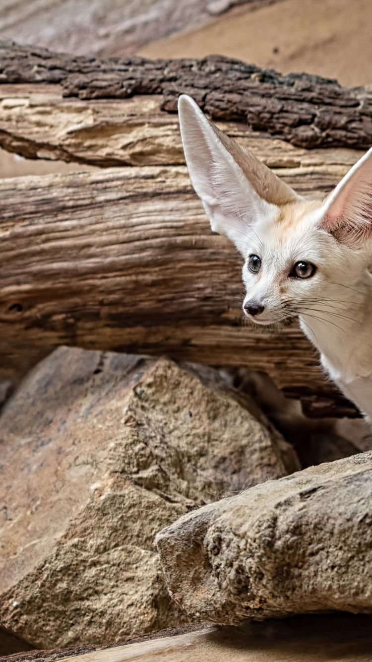 Обои фенек, лиса, волк, олененок, древесина в разрешении 750x1334