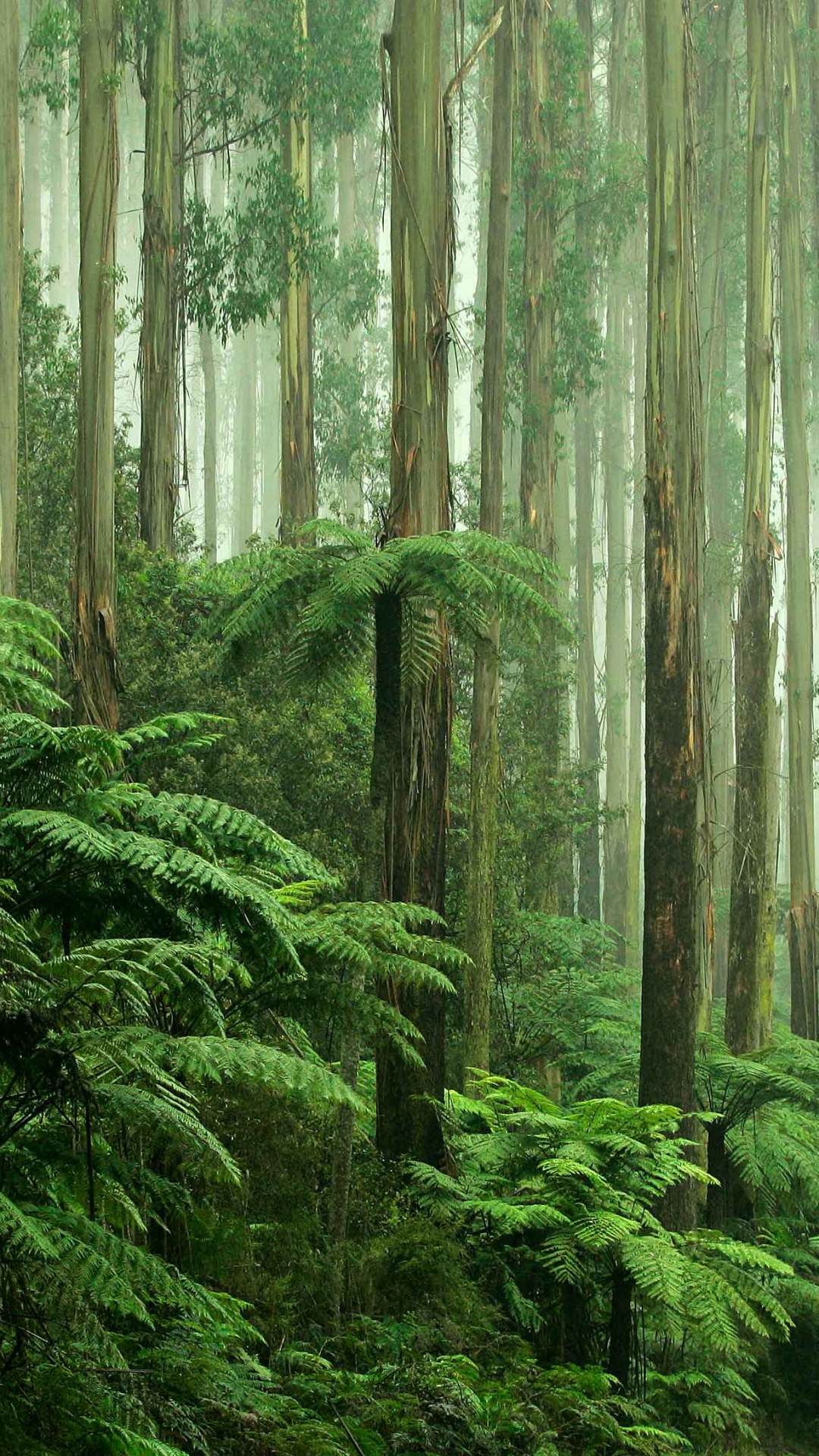 Обои тропический лес, тропические леса, лес, растительность, природа на  телефон Android, 1080x1920 картинки и фото бесплатно