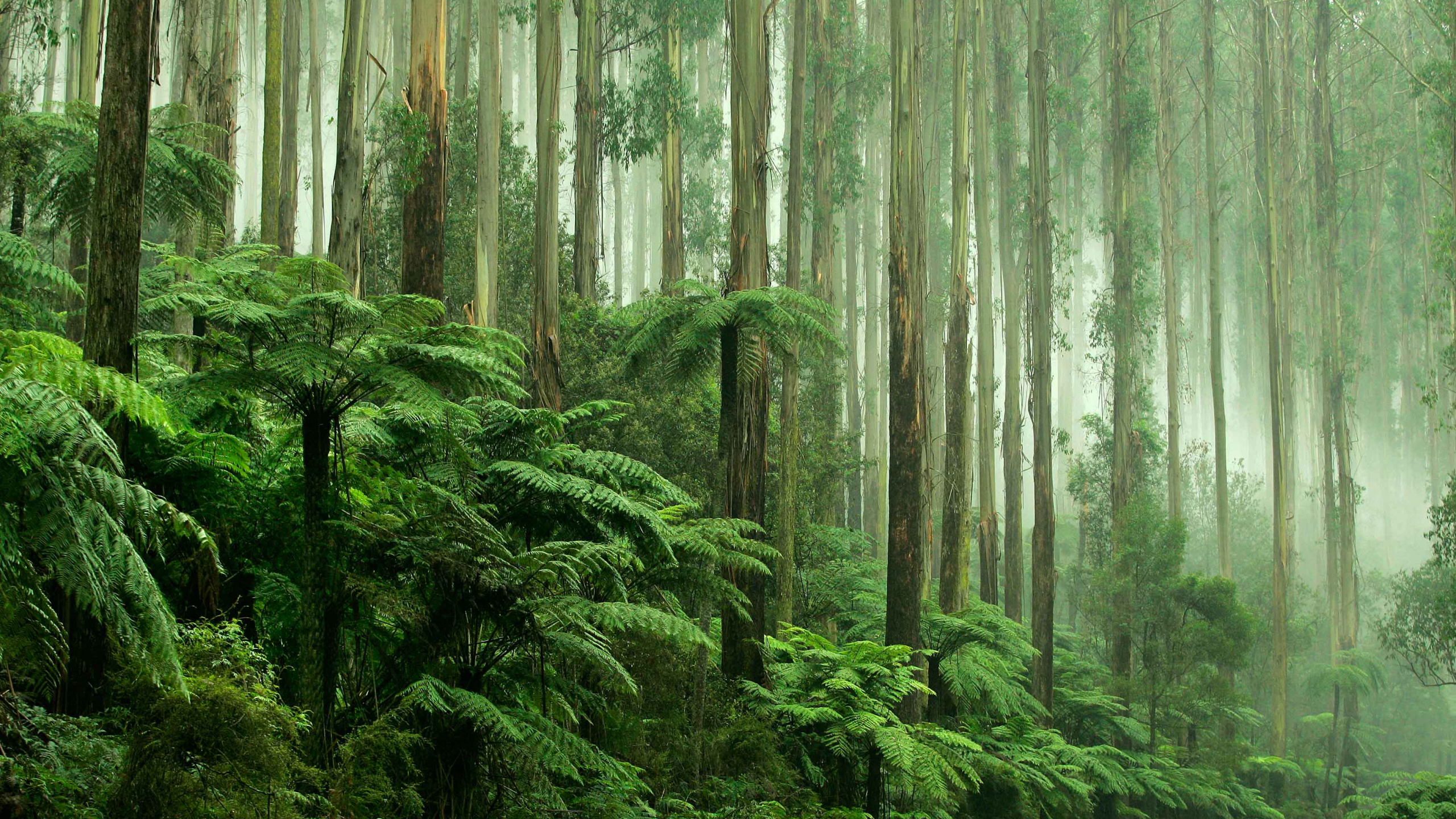 Обои тропический лес, тропические леса, лес, растительность, природа в разрешении 2560x1440
