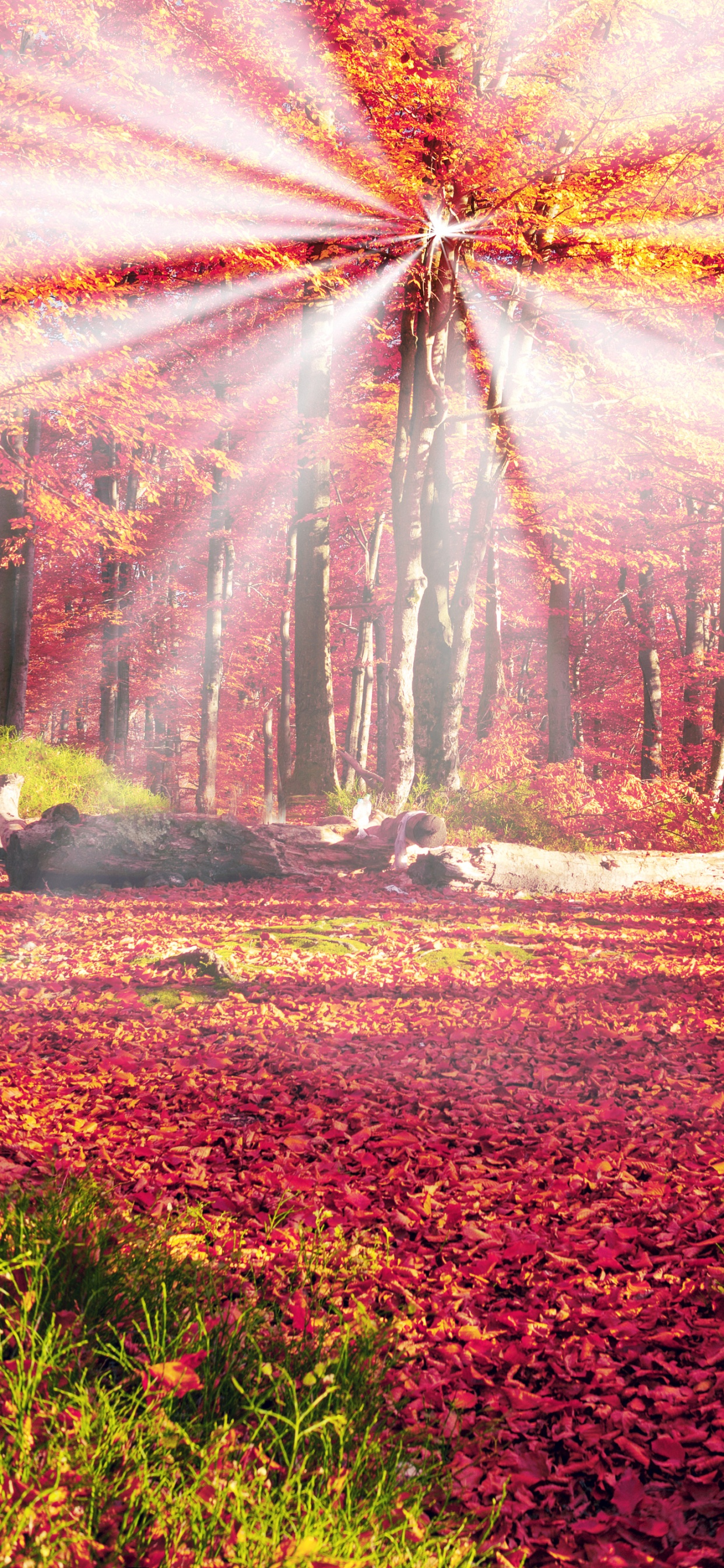 Обои лес, осень, природа, солнечный свет, лист в разрешении 1242x2688