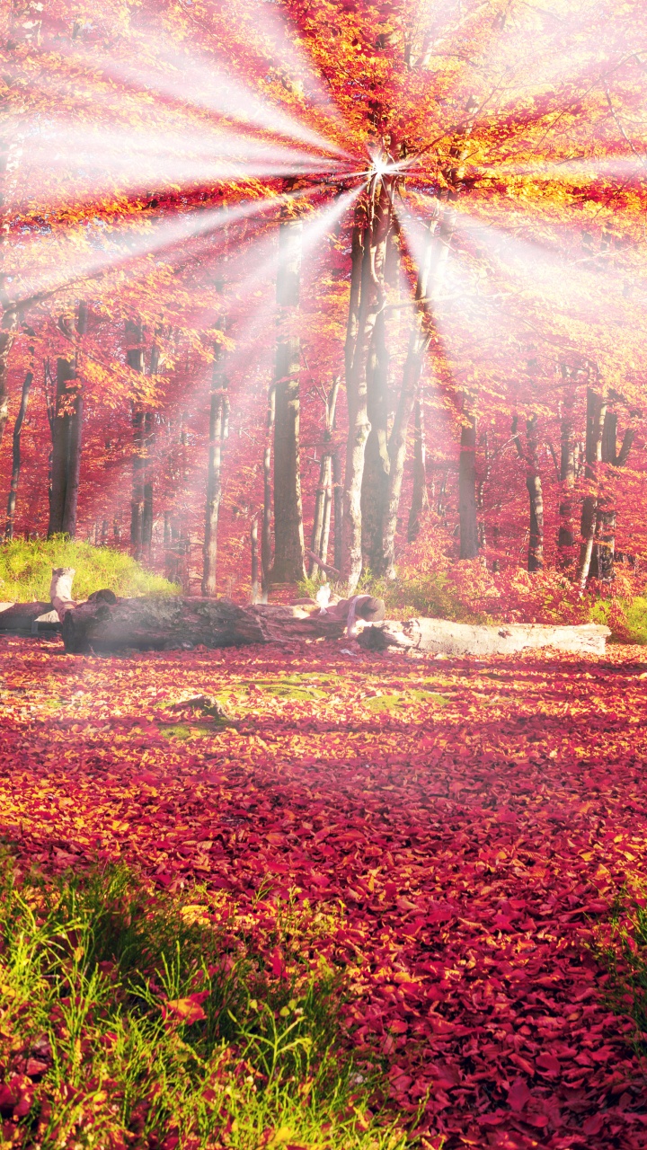Обои лес, осень, природа, солнечный свет, лист в разрешении 720x1280