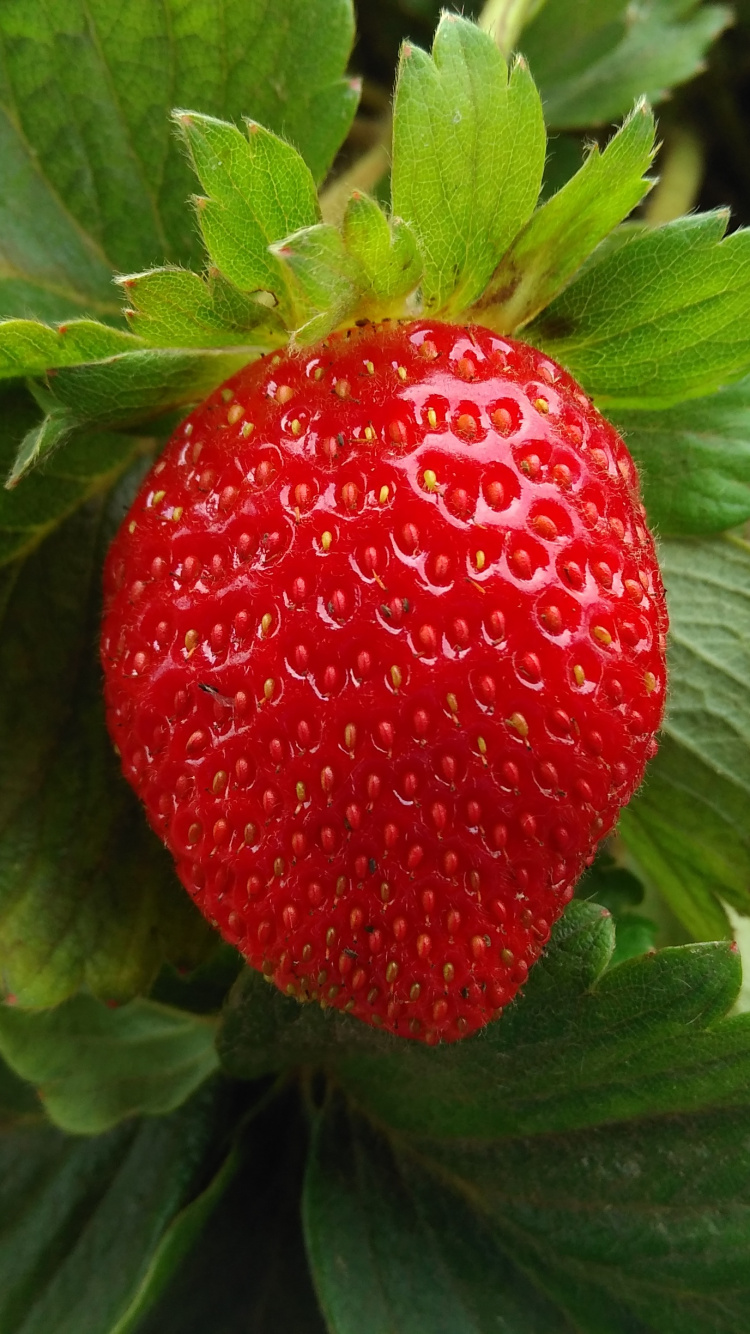 Обои клубника, ягоды, фрукты, Вирджиния земляника, растение в разрешении 750x1334