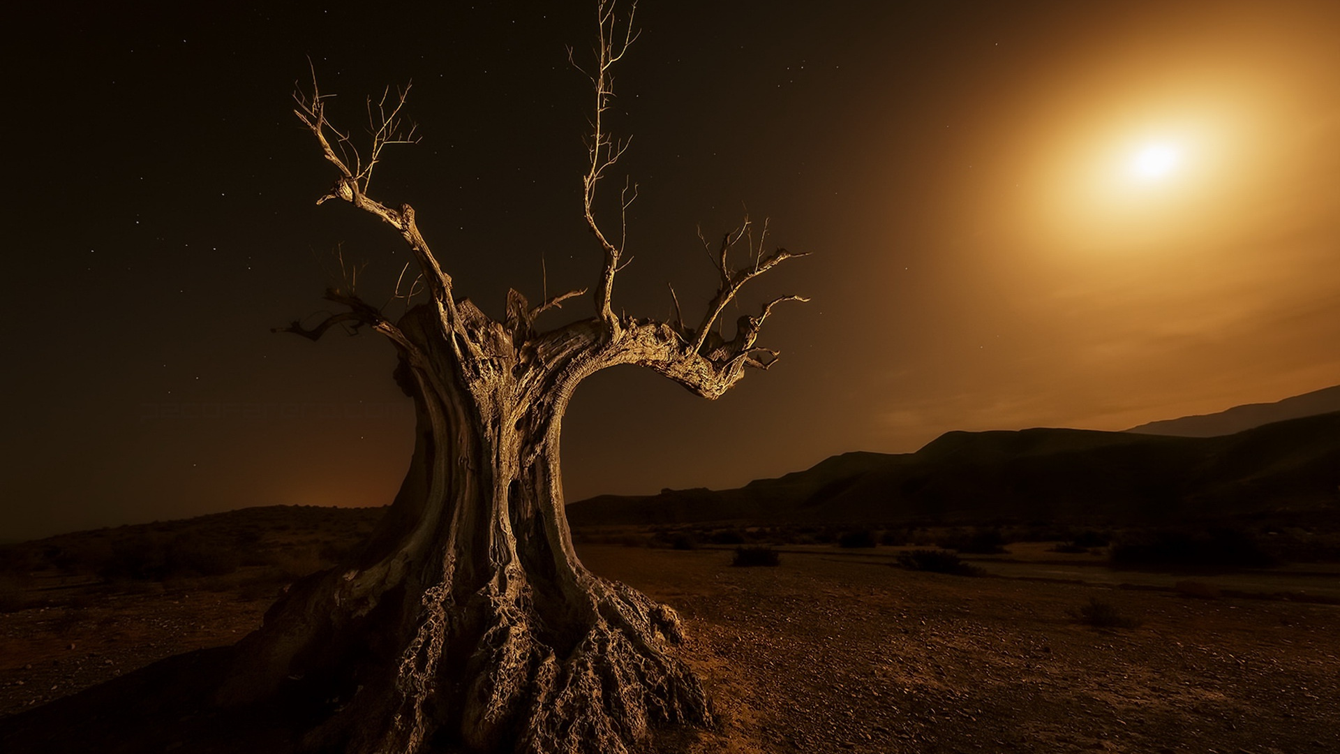 Обои дерево, ночь, свет, древесные растения, атмосфера в разрешении 1920x1080