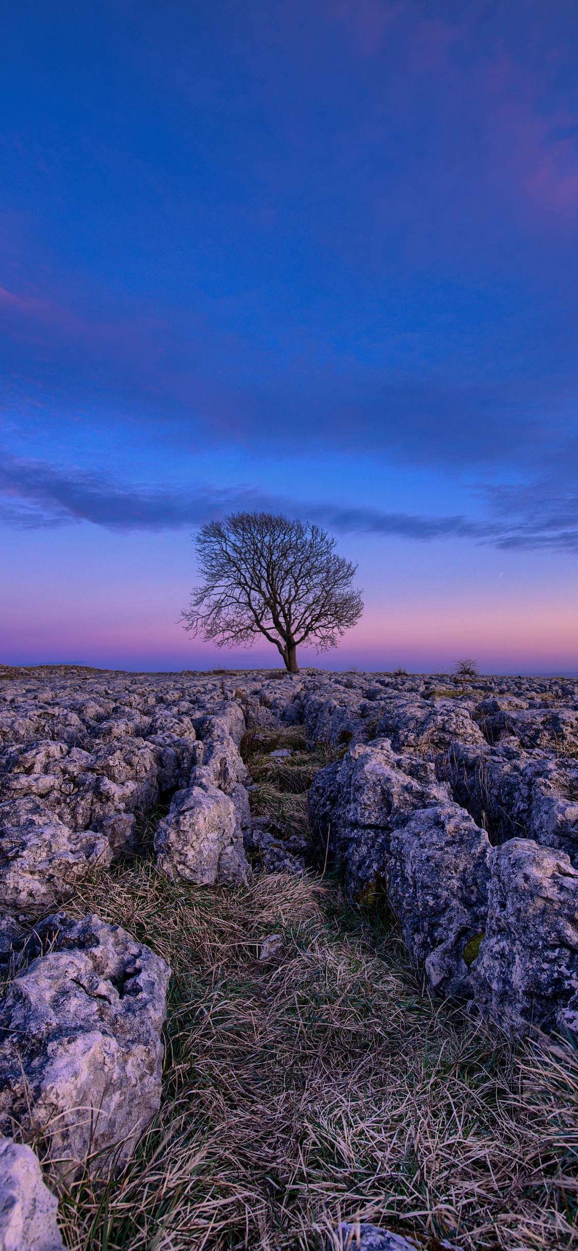 Обои синий, природа, природный ландшафт, лаванда, пурпур в разрешении 1125x2436