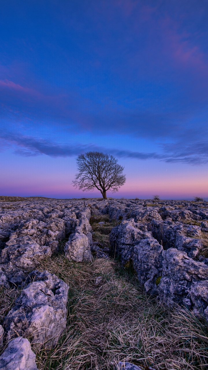 Обои синий, природа, природный ландшафт, лаванда, пурпур в разрешении 720x1280