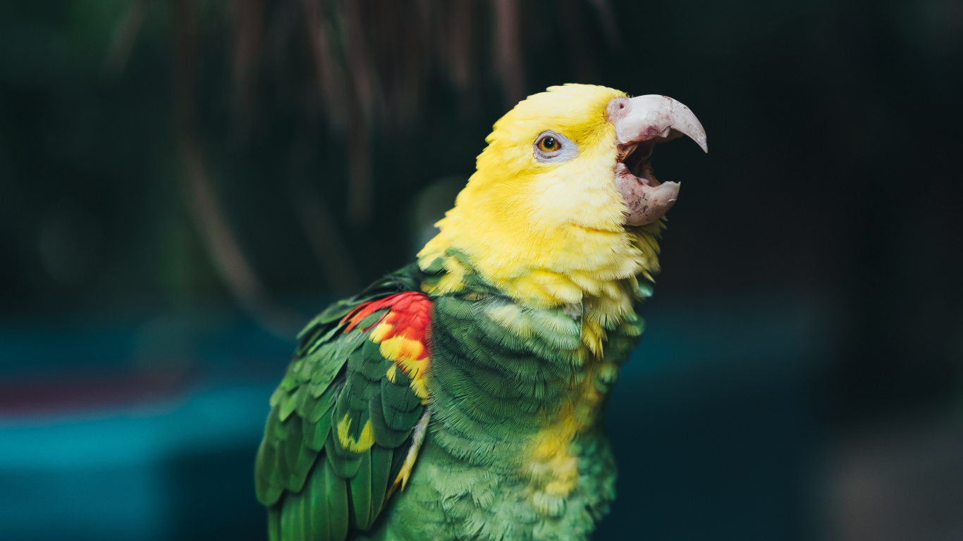 Обои птица, попугай, клюв, длиннохвостый попугай, адаптация в разрешении 1366x768
