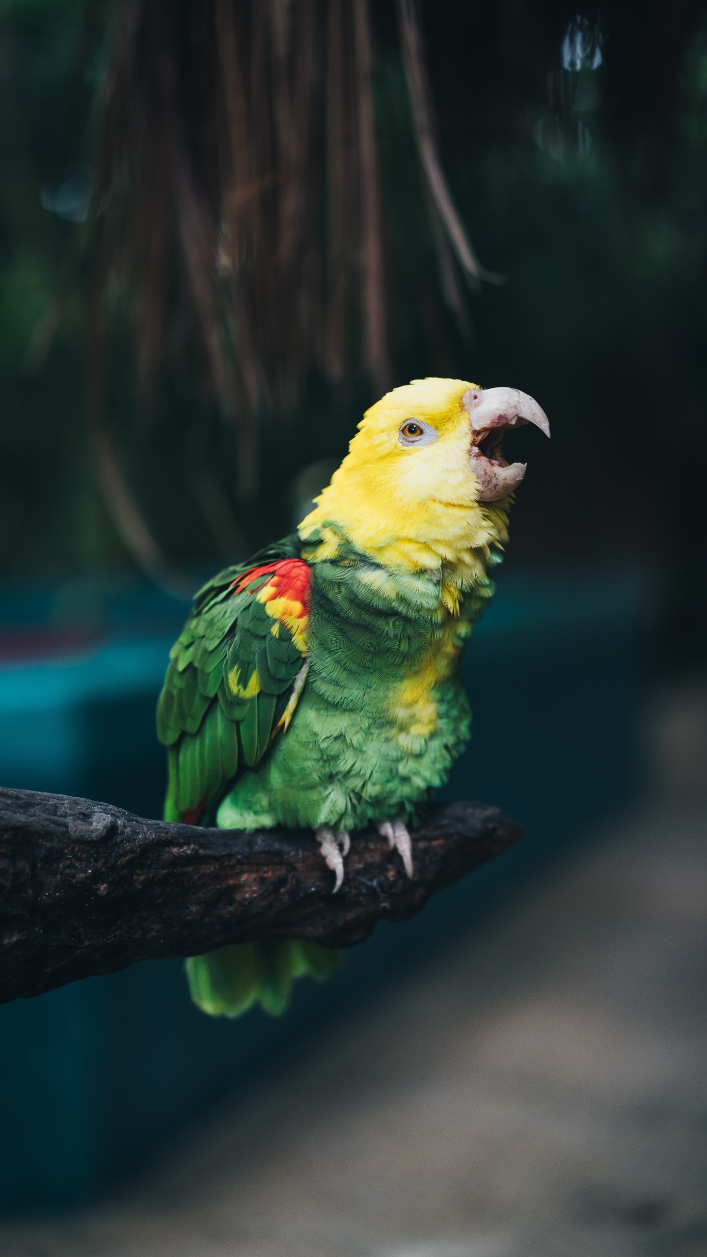 Обои птица, попугай, клюв, длиннохвостый попугай, адаптация в разрешении 1440x2560