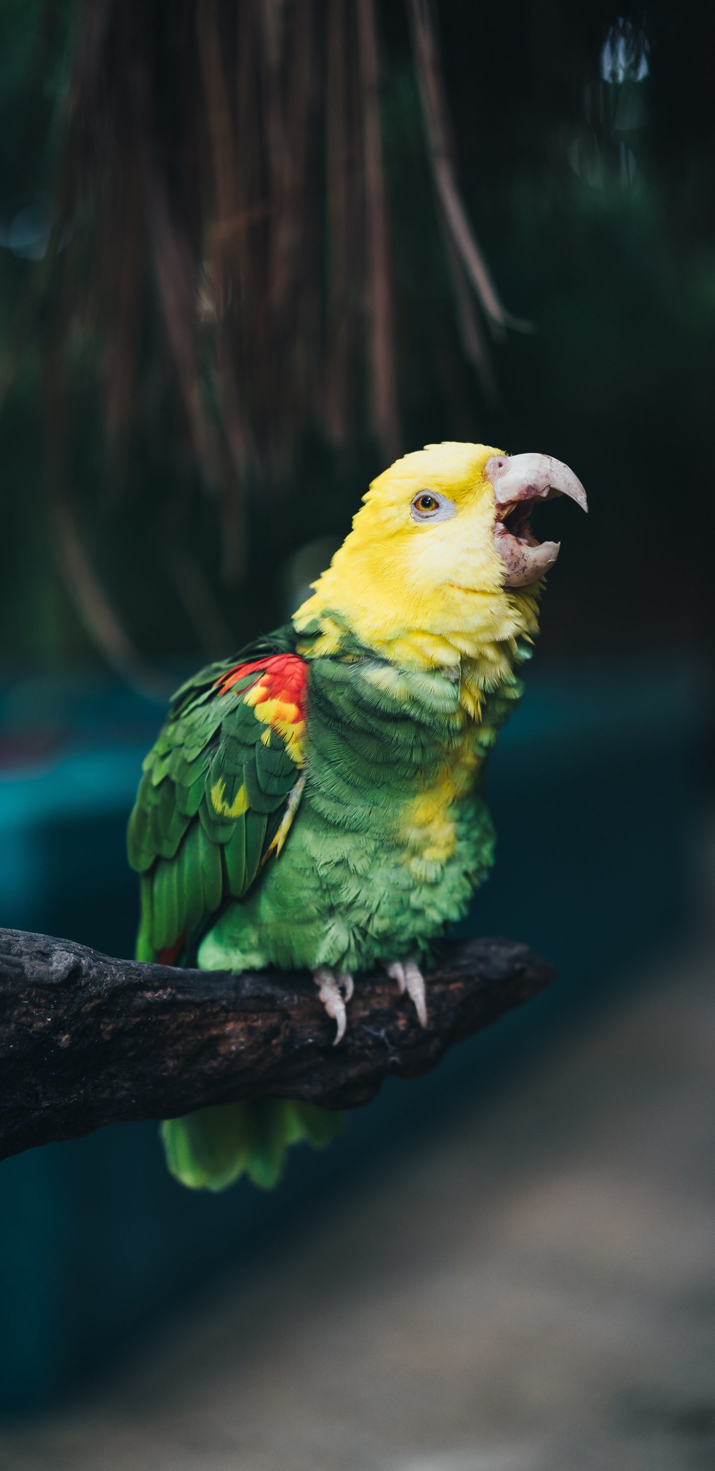 Обои птица, попугай, клюв, длиннохвостый попугай, адаптация в разрешении 1440x2960