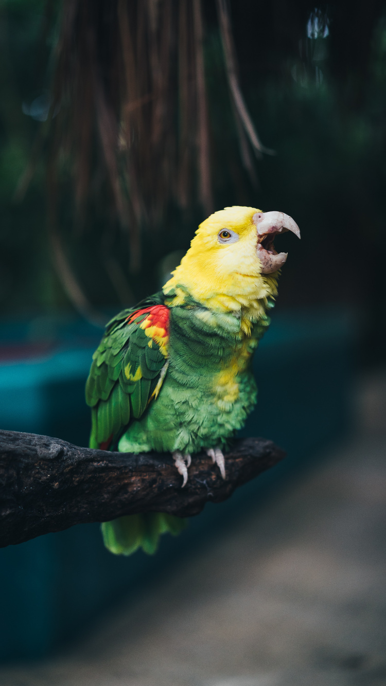 Обои птица, попугай, клюв, длиннохвостый попугай, адаптация в разрешении 750x1334
