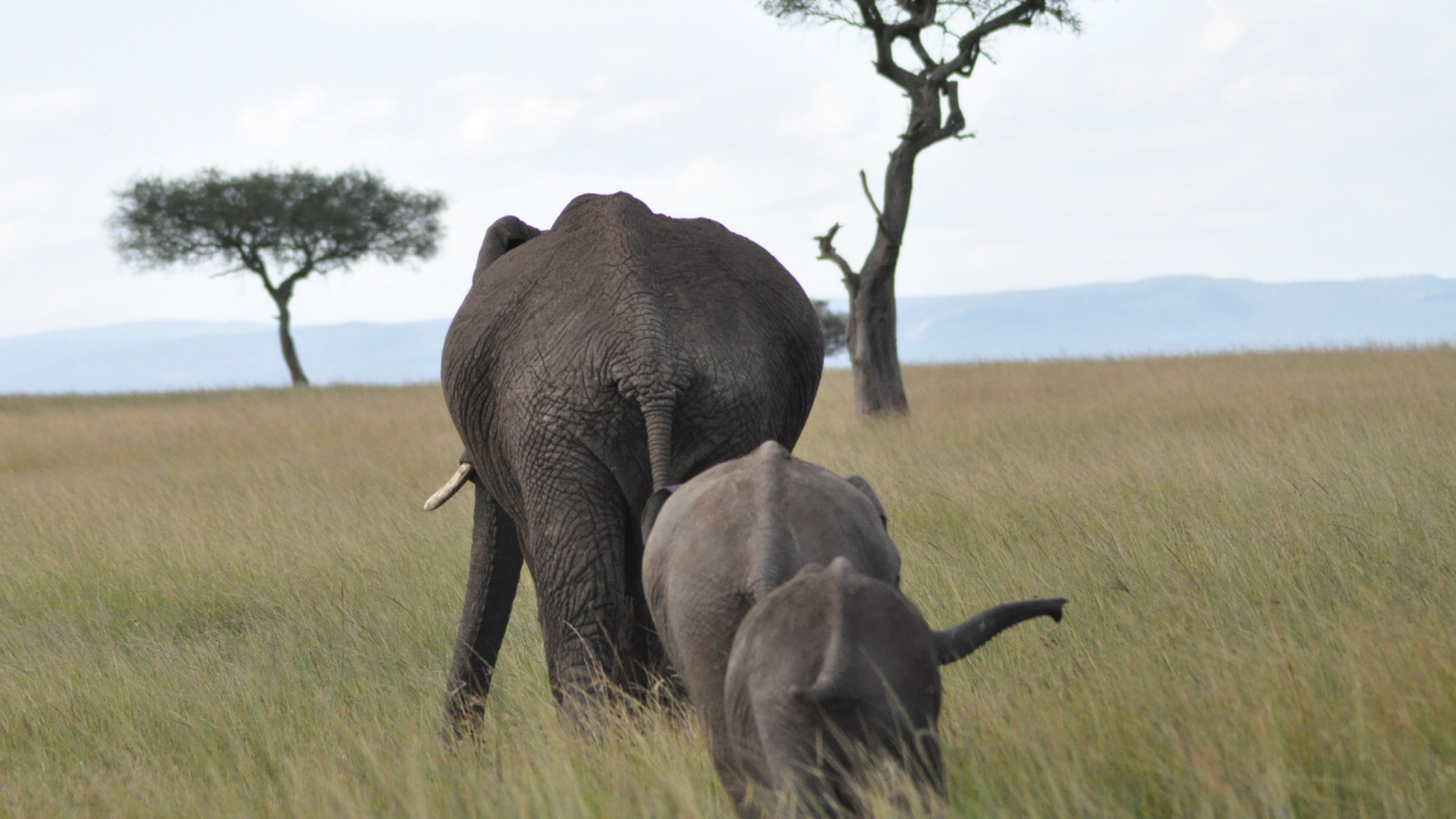 Обои Слон, наземные животные, живая природа, слоны и мамонты, Саванна в разрешении 1366x768