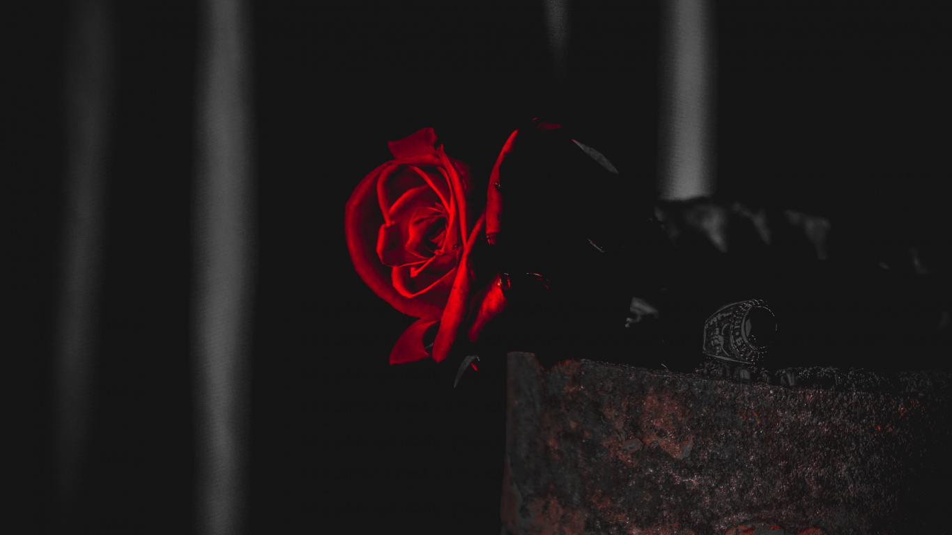 Обои черный, растение, комната, отличие, кармин в разрешении 1366x768