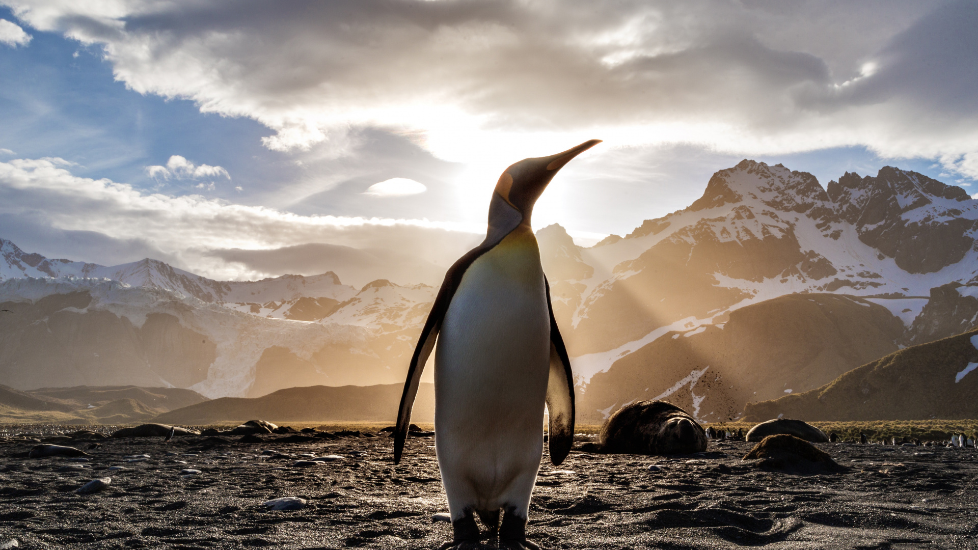 Обои лучший пингвин, король пингвинов, императорский пингвин, нелетающая птица, птица в разрешении 1920x1080