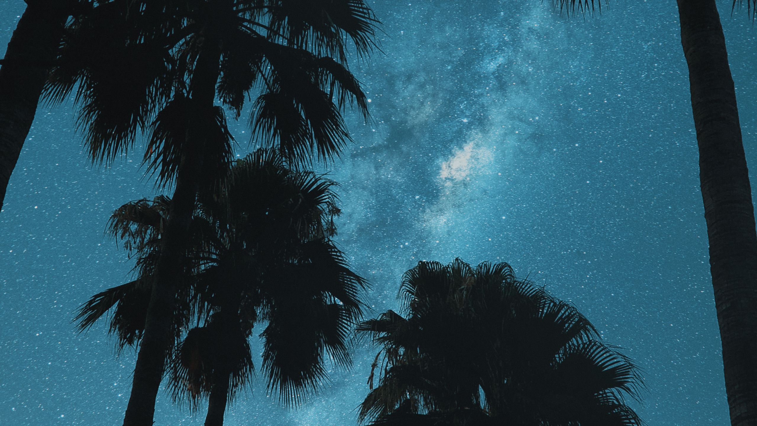 Обои облако, атмосфера, мир, дерево, лазурный в разрешении 2560x1440