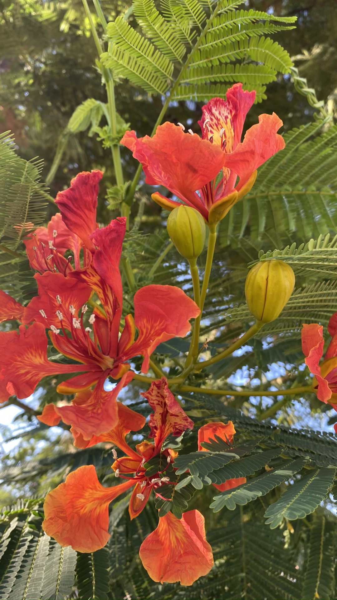 Обои Флора, цветковое растение, однолетнее растение, биология, наука в разрешении 1080x1920