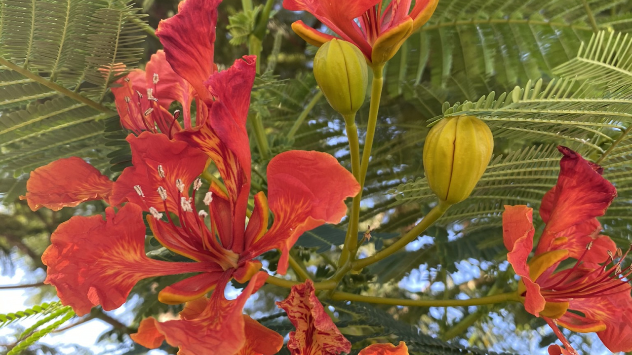 Обои Флора, цветковое растение, однолетнее растение, биология, наука в разрешении 1280x720