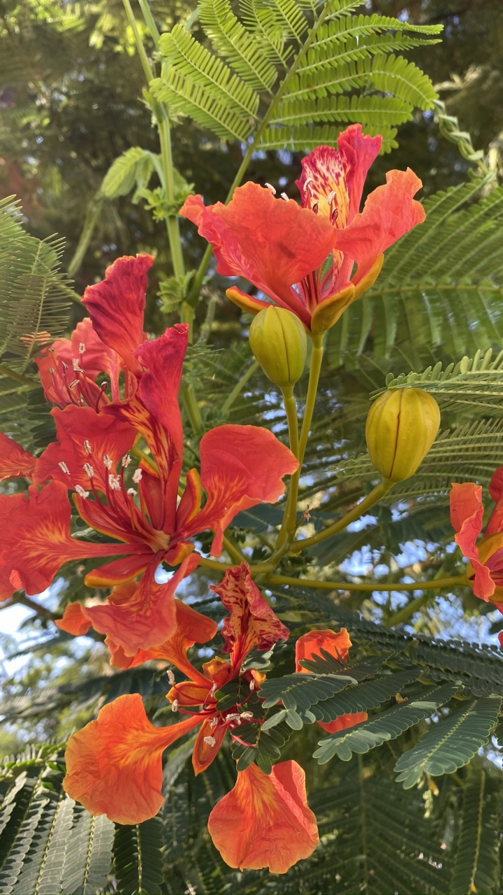 Обои Флора, цветковое растение, однолетнее растение, биология, наука в разрешении 720x1280