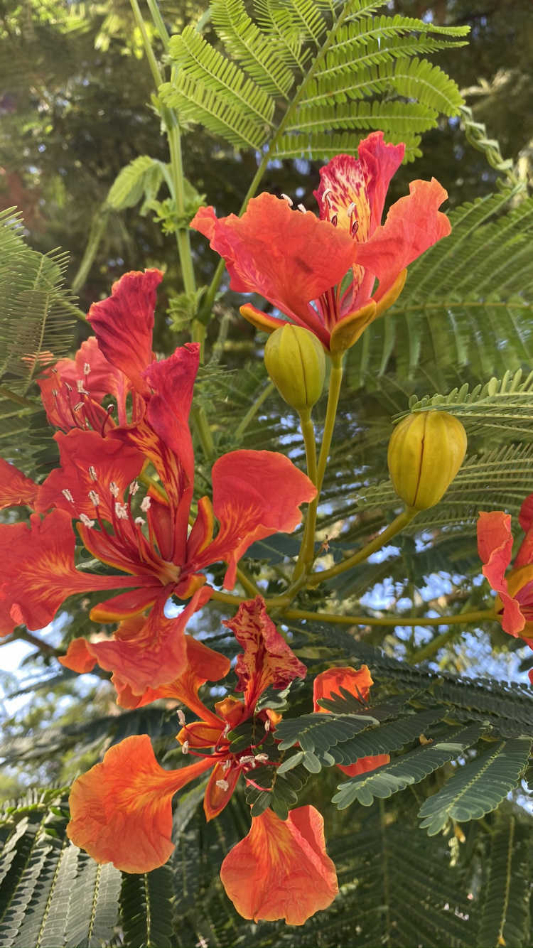 Обои Флора, цветковое растение, однолетнее растение, биология, наука в разрешении 750x1334