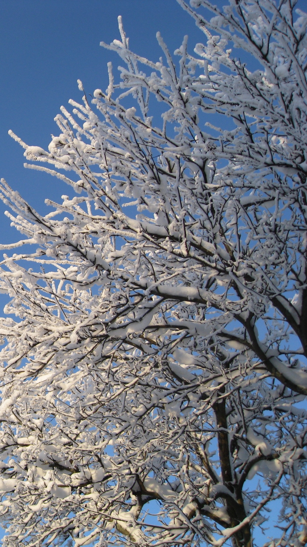 Обои снег, зима, дерево, ветвь, дневное время в разрешении 1080x1920