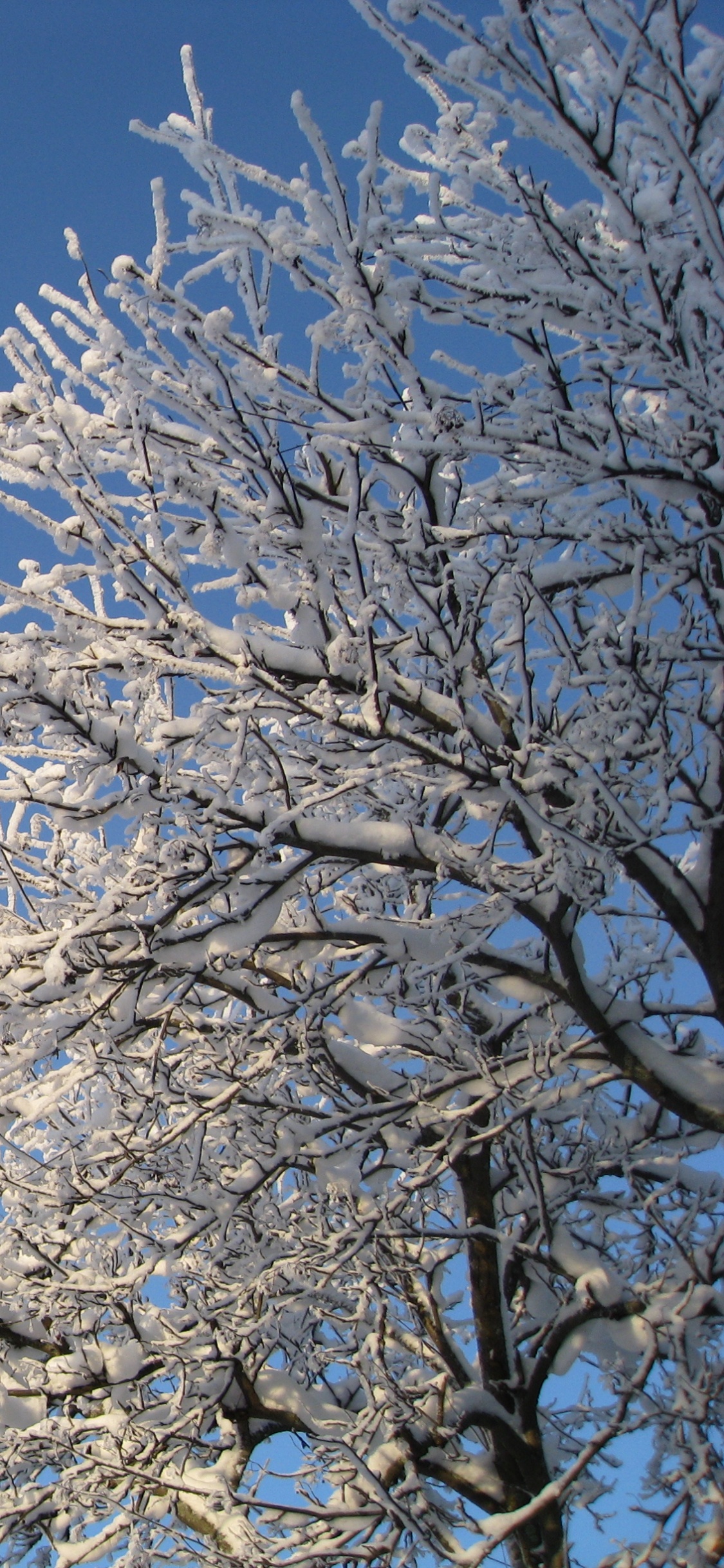 Обои снег, зима, дерево, ветвь, дневное время в разрешении 1125x2436