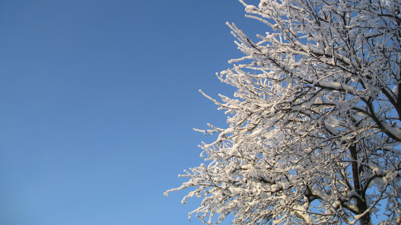 Обои снег, зима, дерево, ветвь, дневное время в разрешении 1366x768