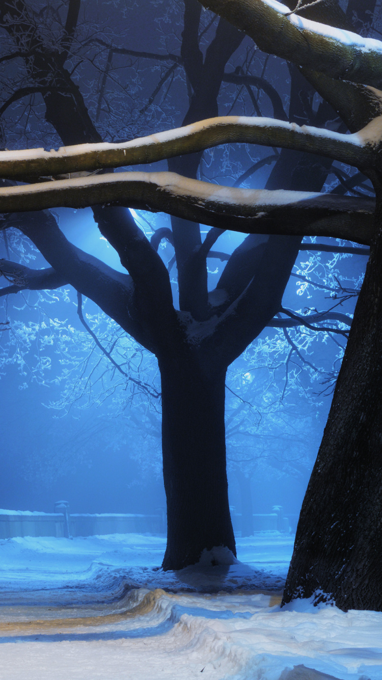 Обои снег, зима, природа, дерево, замораживание в разрешении 750x1334