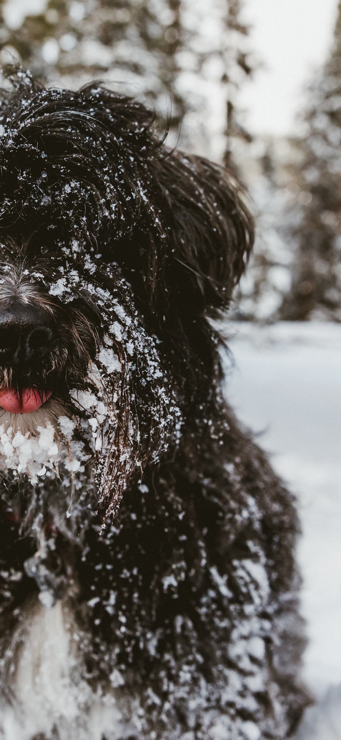 Обои собака породы, спортивные группы, испанская водяная собака, пес, тибетский терьер в разрешении 1125x2436