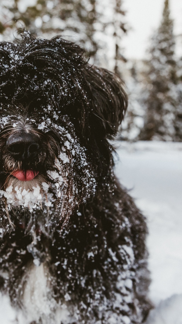 Обои собака породы, спортивные группы, испанская водяная собака, пес, тибетский терьер в разрешении 720x1280