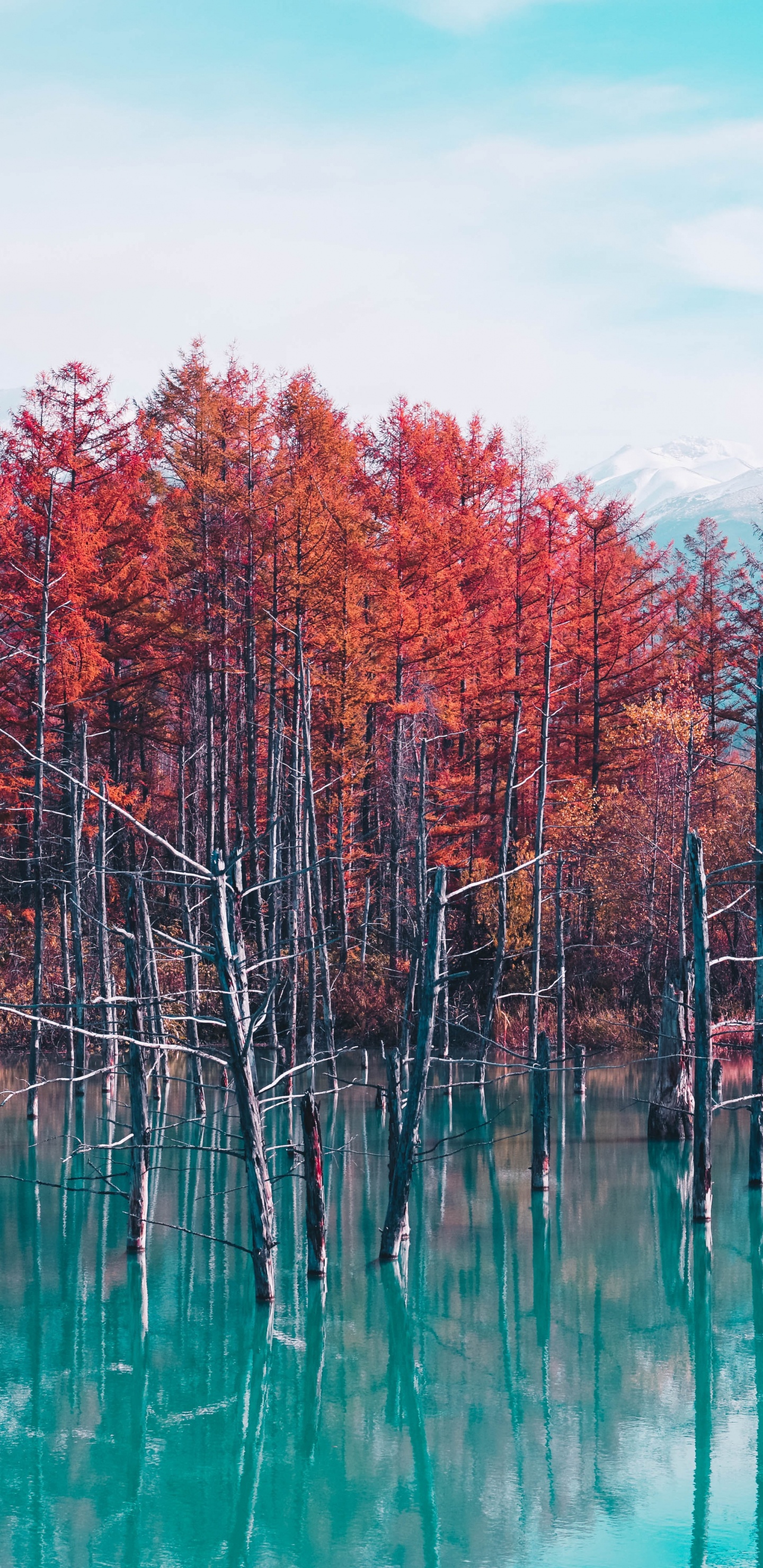 Обои Япония природа, Сироганэ Синий Пруд, гора Фудзи, природа, путешествие в Японию в разрешении 1440x2960