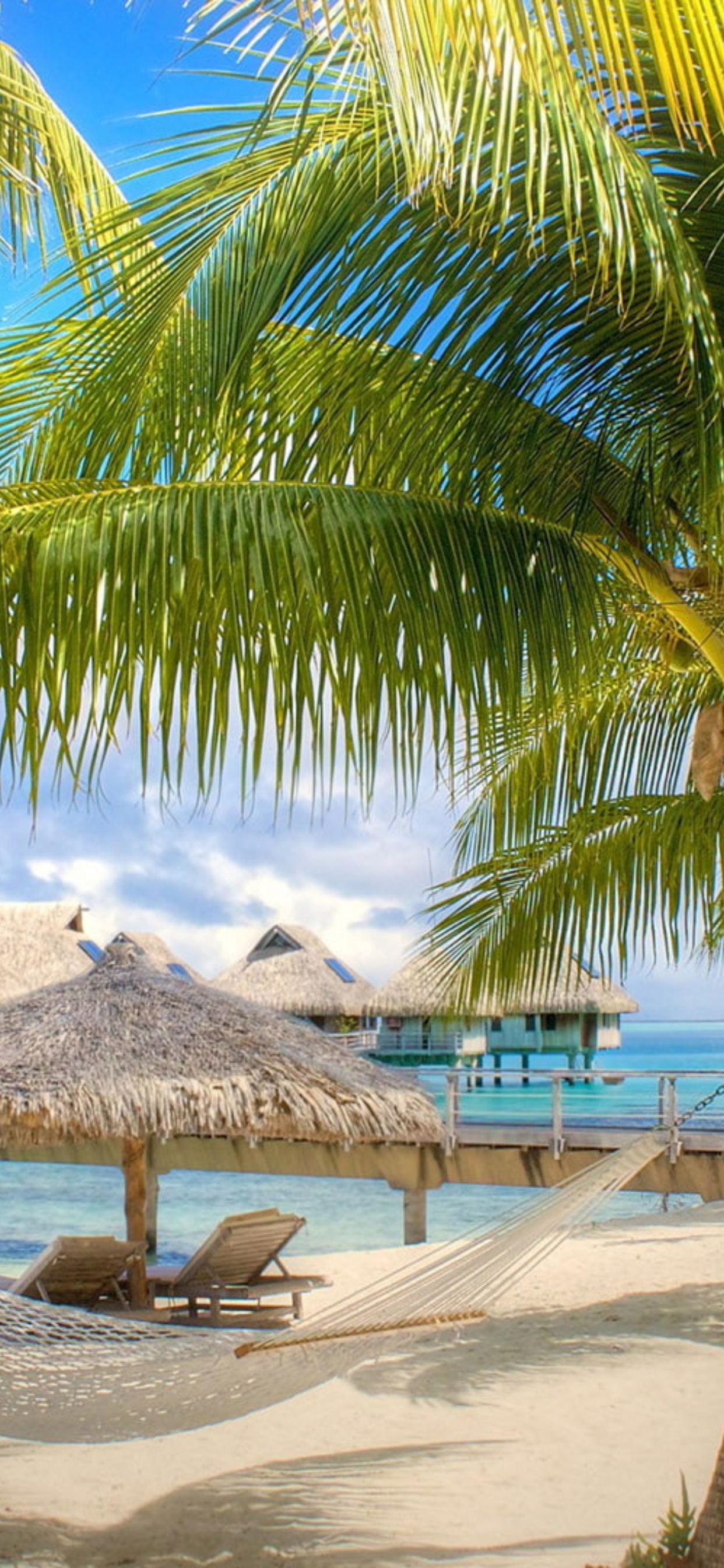 Обои вода, растение, лазурный, природа, дерево в разрешении 1242x2688