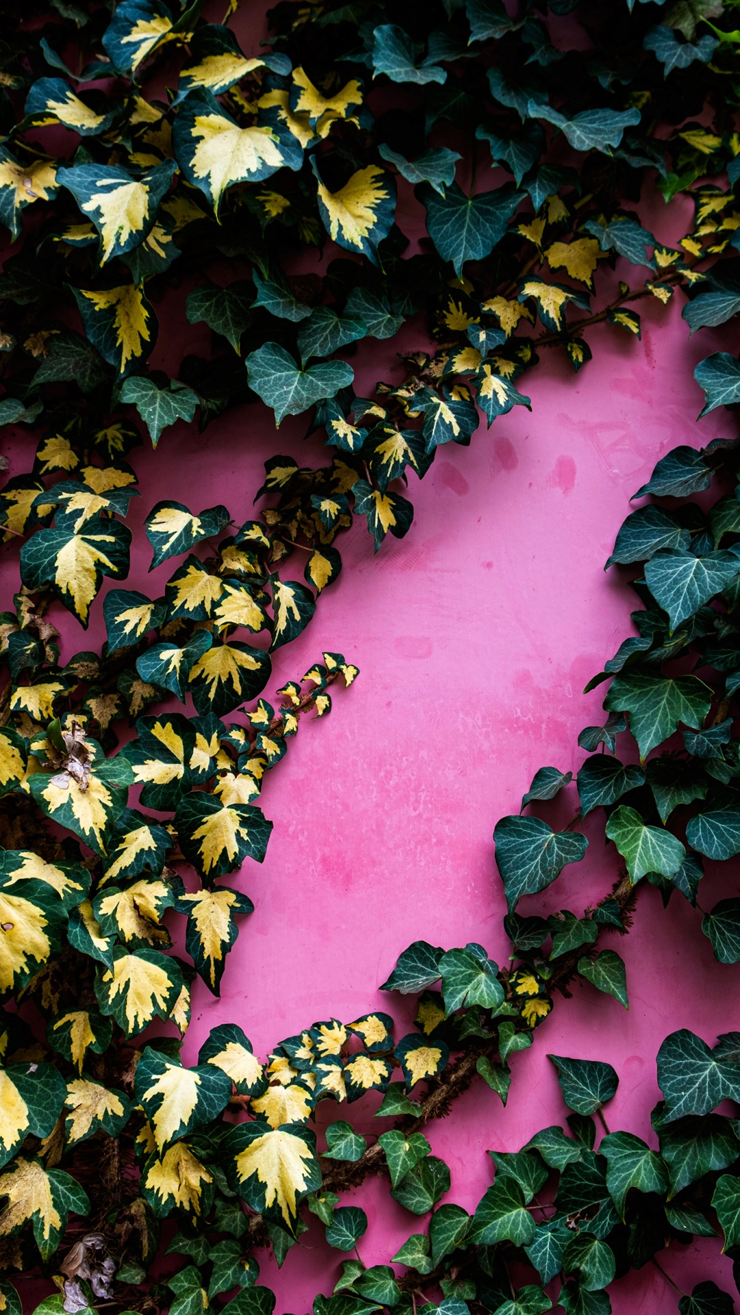 Обои лист, сообщество зеленый ландшафт группа, ботаники, листопадные, почвопокровная в разрешении 1080x1920