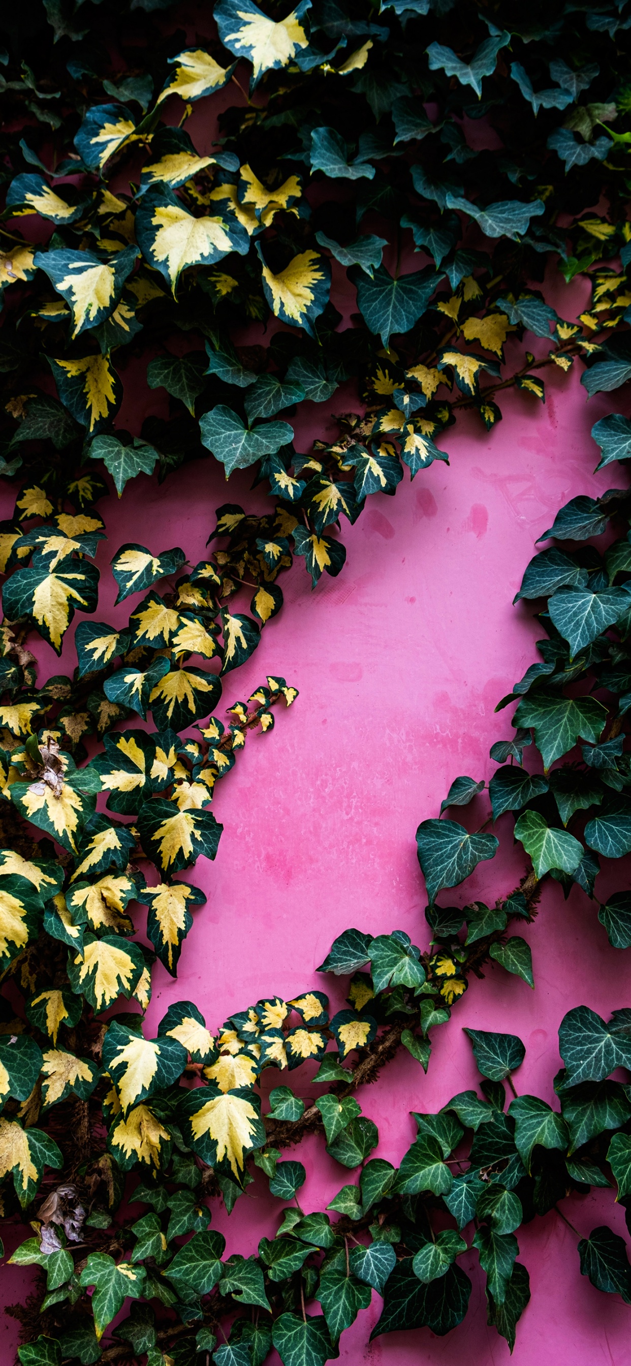 Обои лист, сообщество зеленый ландшафт группа, ботаники, листопадные, почвопокровная в разрешении 1242x2688