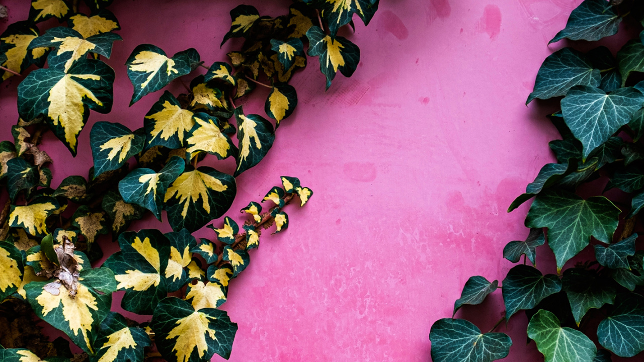 Обои лист, сообщество зеленый ландшафт группа, ботаники, листопадные, почвопокровная в разрешении 1280x720