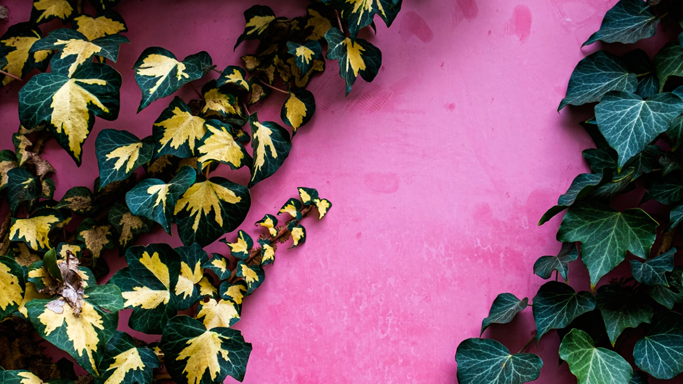 Обои лист, сообщество зеленый ландшафт группа, ботаники, листопадные, почвопокровная в разрешении 1366x768