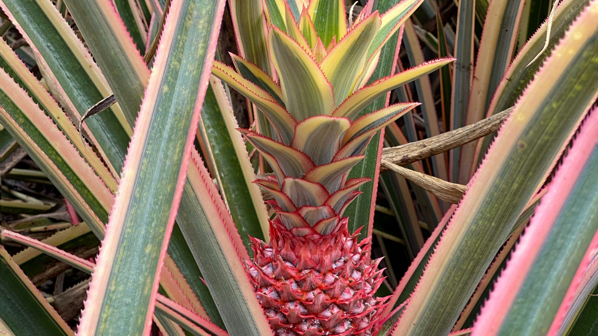 Обои Флора, стебель растения, лист, биология, наука в разрешении 1920x1080