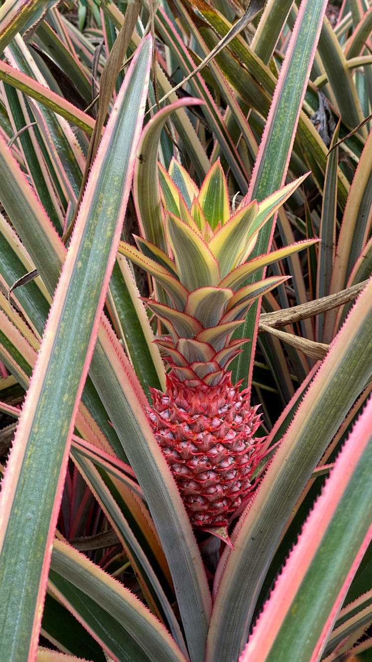 Обои Флора, стебель растения, лист, биология, наука в разрешении 750x1334