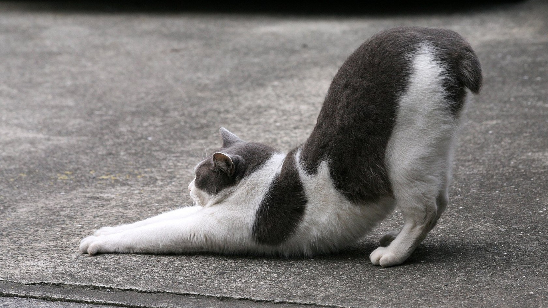 Обои котенок, морда, хвост, эгейская кошка, фауна в разрешении 1920x1080