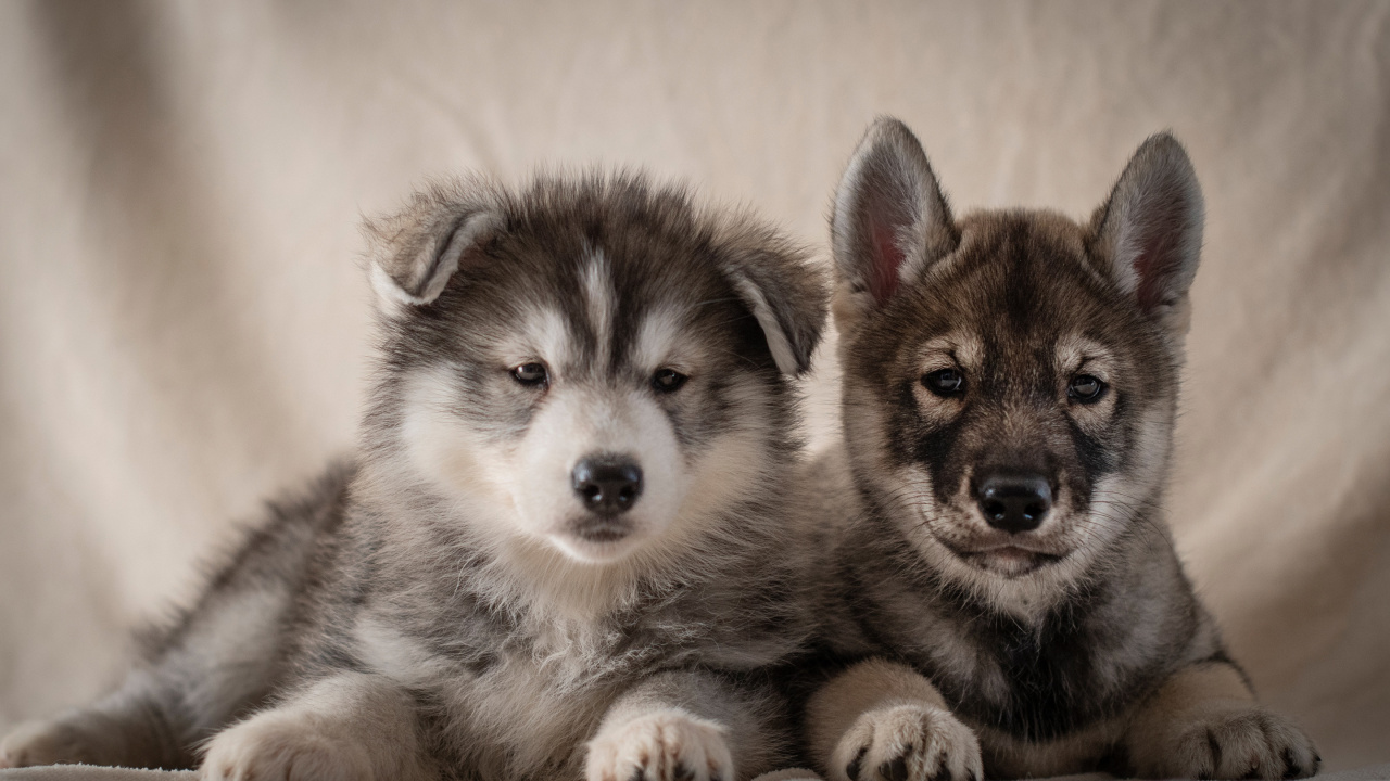Обои Себирская Хаски, щенок, аляскинский маламут, собака породы, пес в разрешении 1280x720
