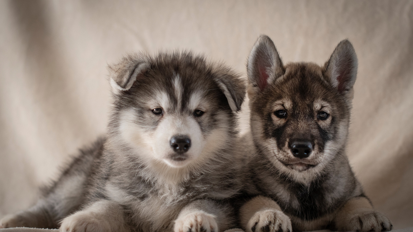 Обои Себирская Хаски, щенок, аляскинский маламут, собака породы, пес в разрешении 1366x768