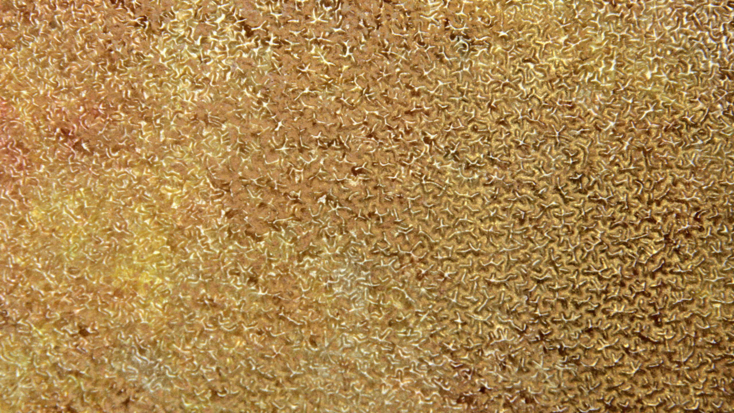 Обои почва, трава, семейство травы, зерно в разрешении 2560x1440