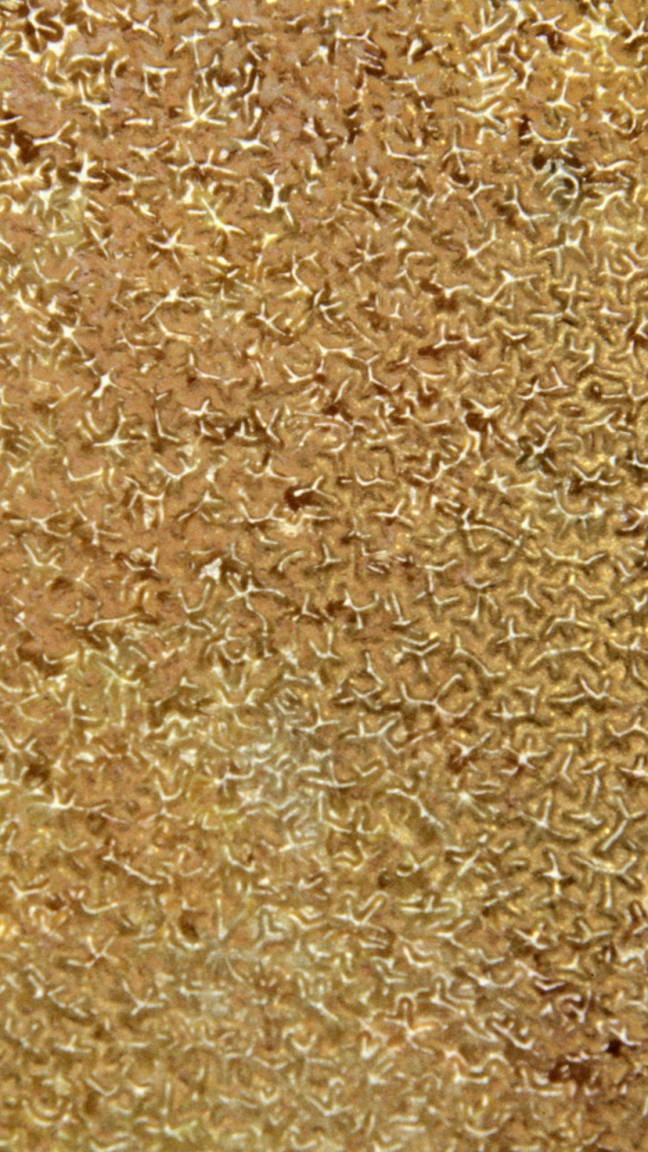 Обои почва, трава, семейство травы, зерно в разрешении 720x1280