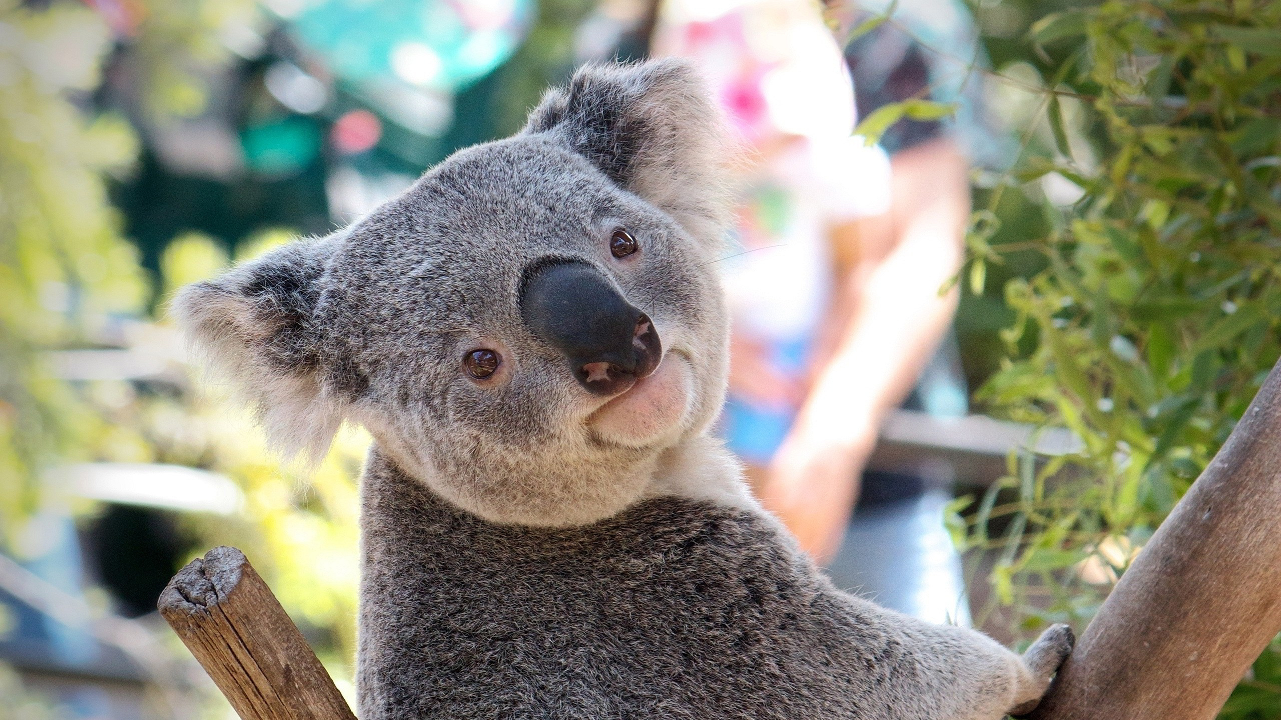 Обои Коала, сумчатое животное, наземные животные, морда, живая природа в разрешении 2560x1440