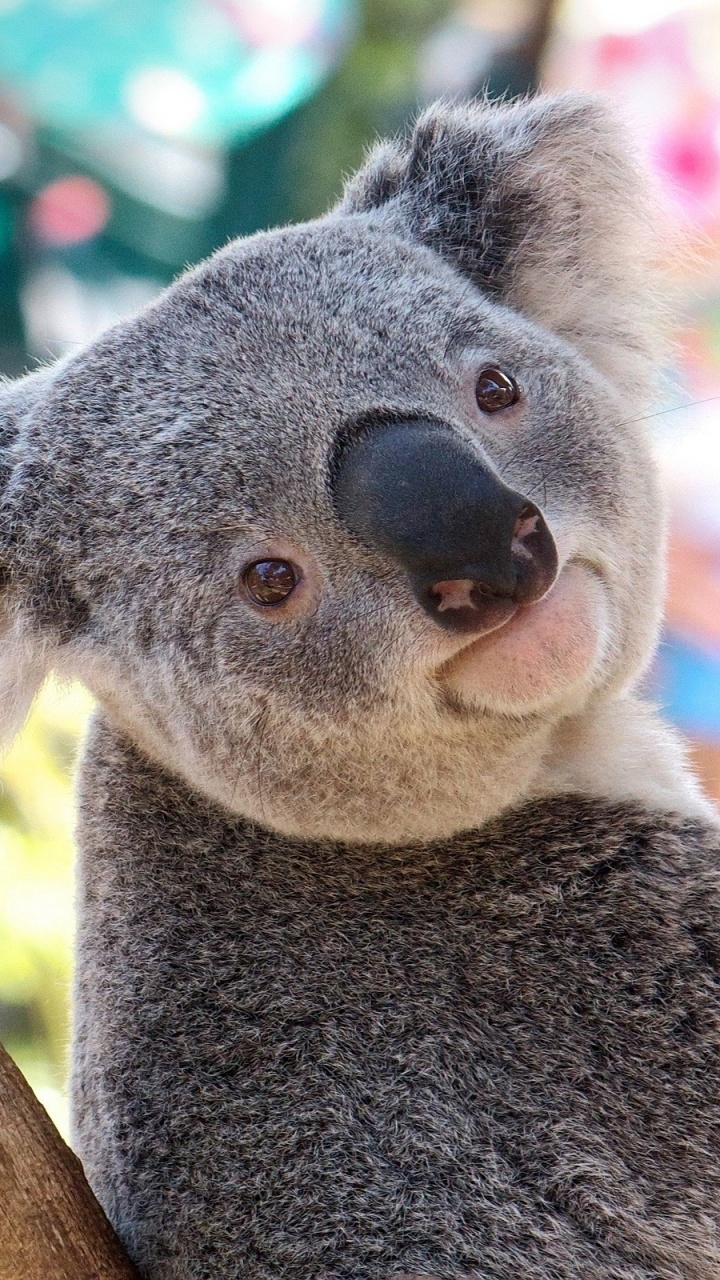 Обои Коала, сумчатое животное, наземные животные, морда, живая природа в разрешении 720x1280