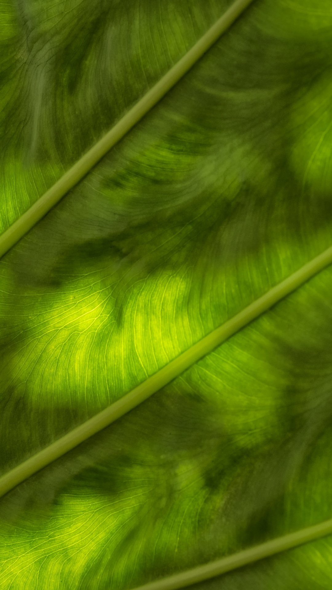 Обои лист, зеленый, растительность, трава, крупный план в разрешении 1080x1920