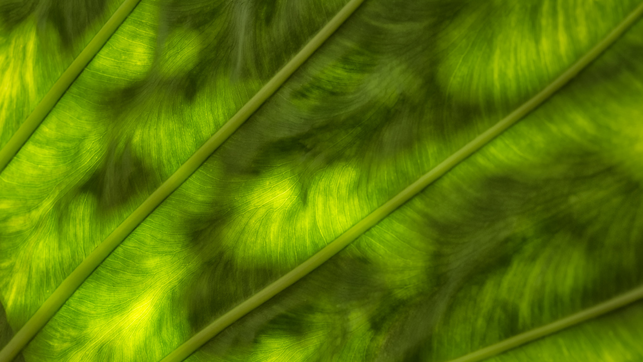 Обои лист, зеленый, растительность, трава, крупный план в разрешении 1280x720
