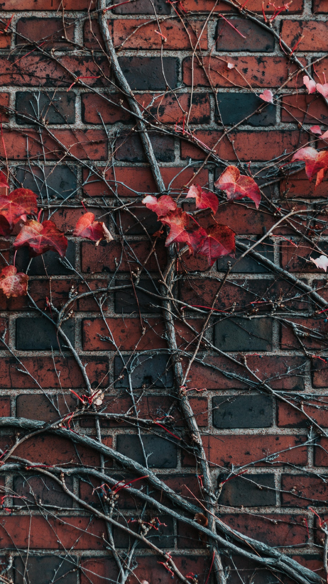 Обои стена, красный цвет, кирпич, лист, дерево в разрешении 1080x1920