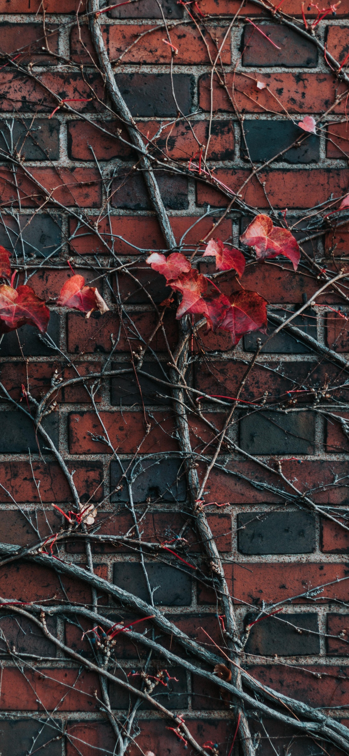 Обои стена, красный цвет, кирпич, лист, дерево в разрешении 1125x2436