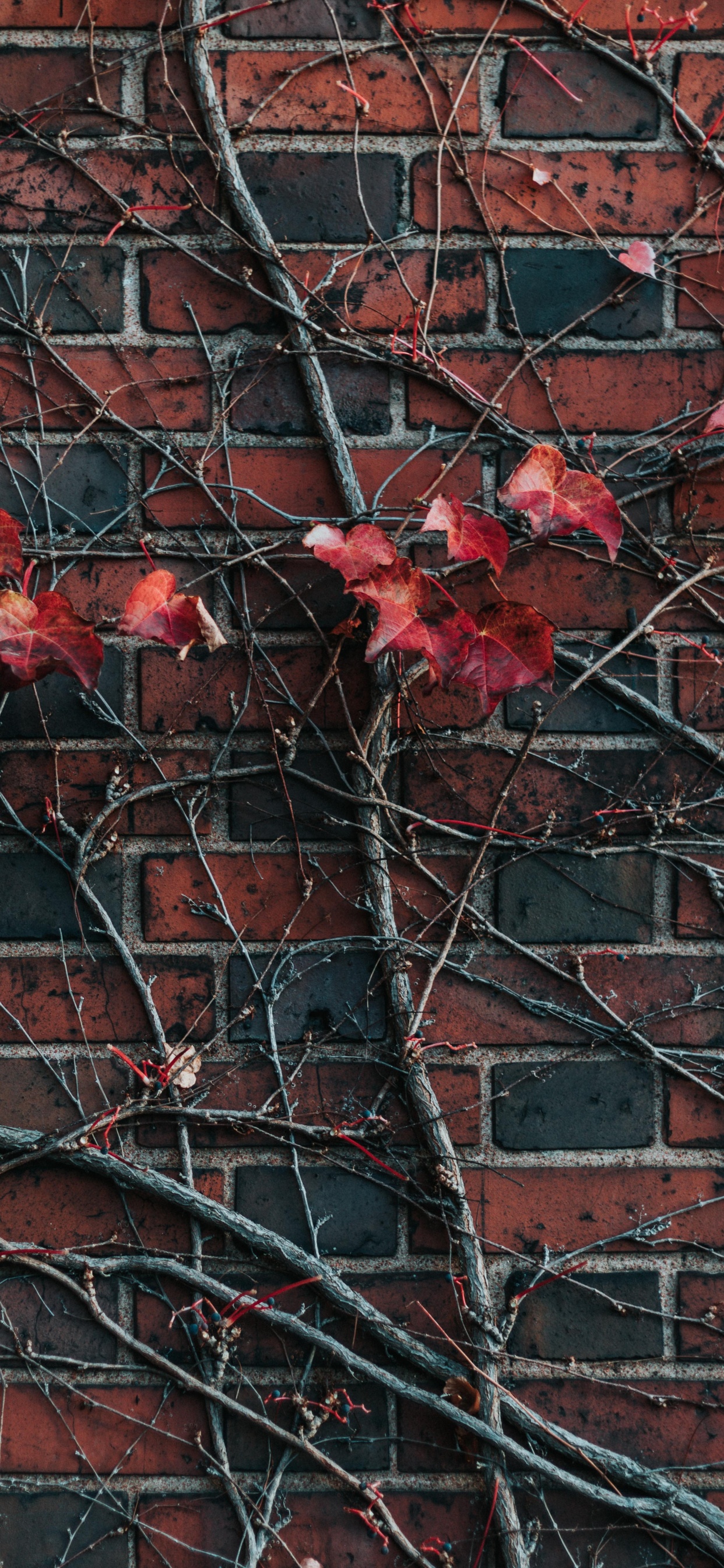 Обои стена, красный цвет, кирпич, лист, дерево в разрешении 1242x2688